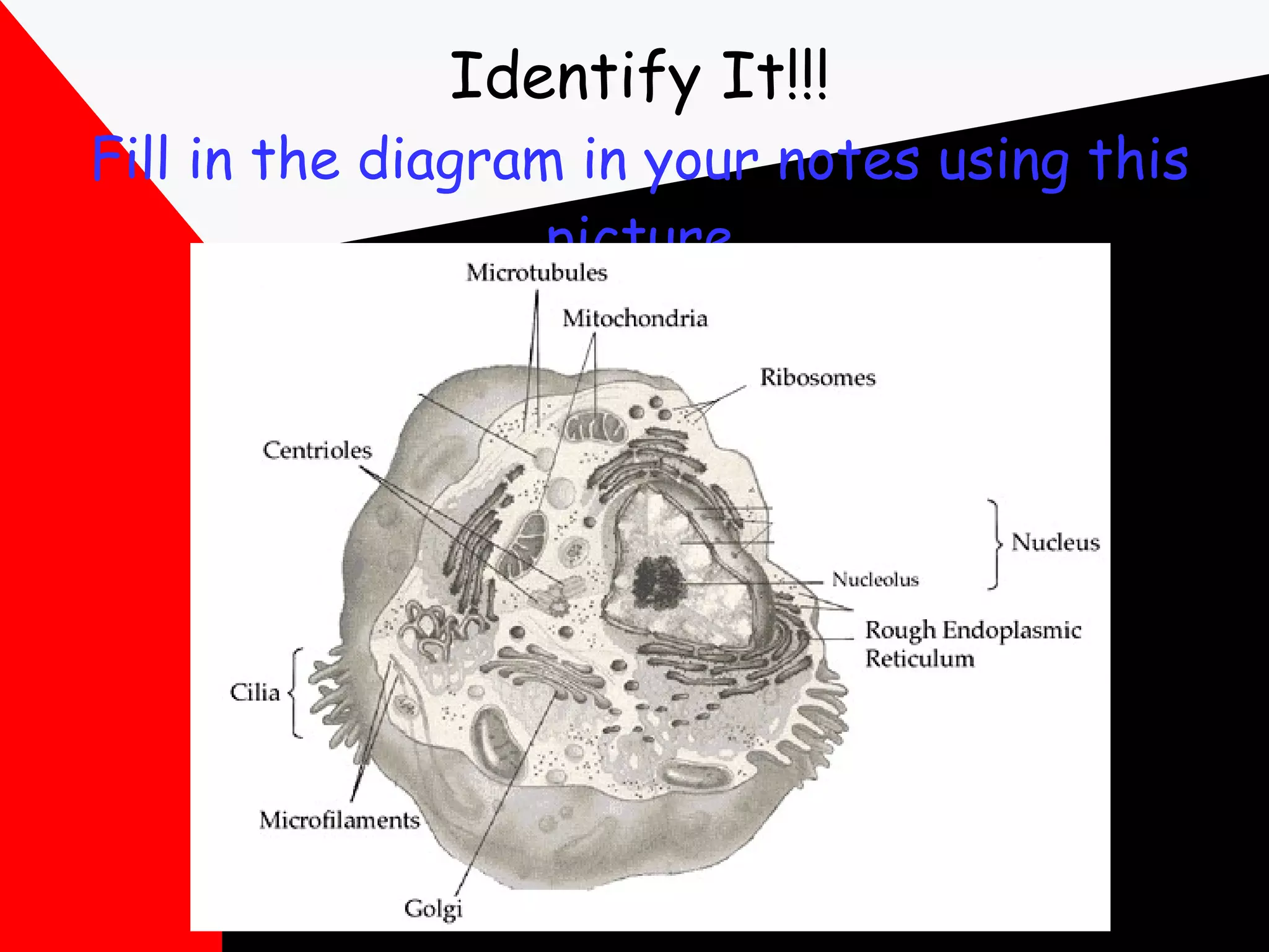 Identify It!!! Fill in the diagram in your notes using this picture 