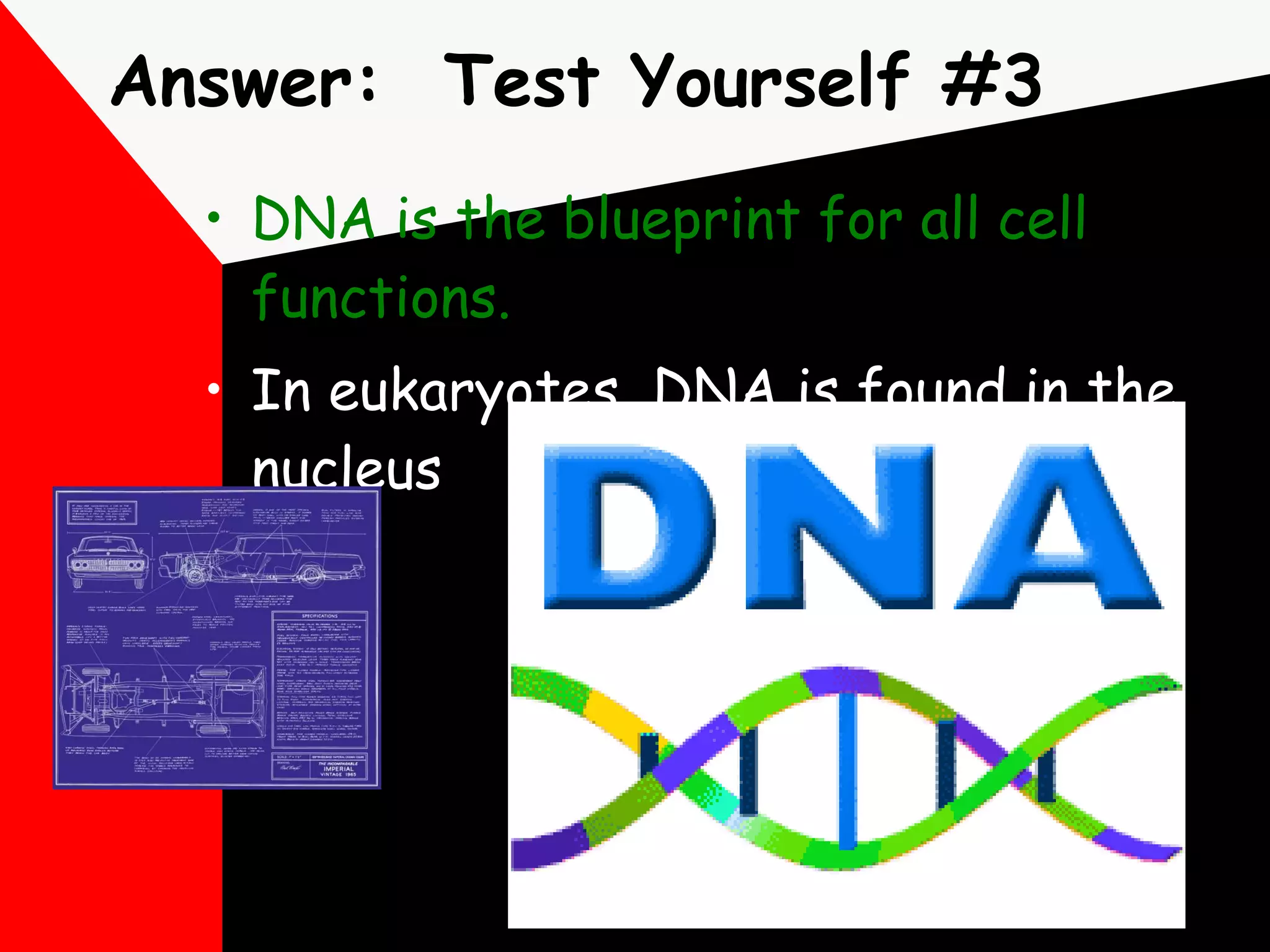 Answer:  Test Yourself #3 DNA is the blueprint for all cell functions.   In eukaryotes, DNA is found in the nucleus 