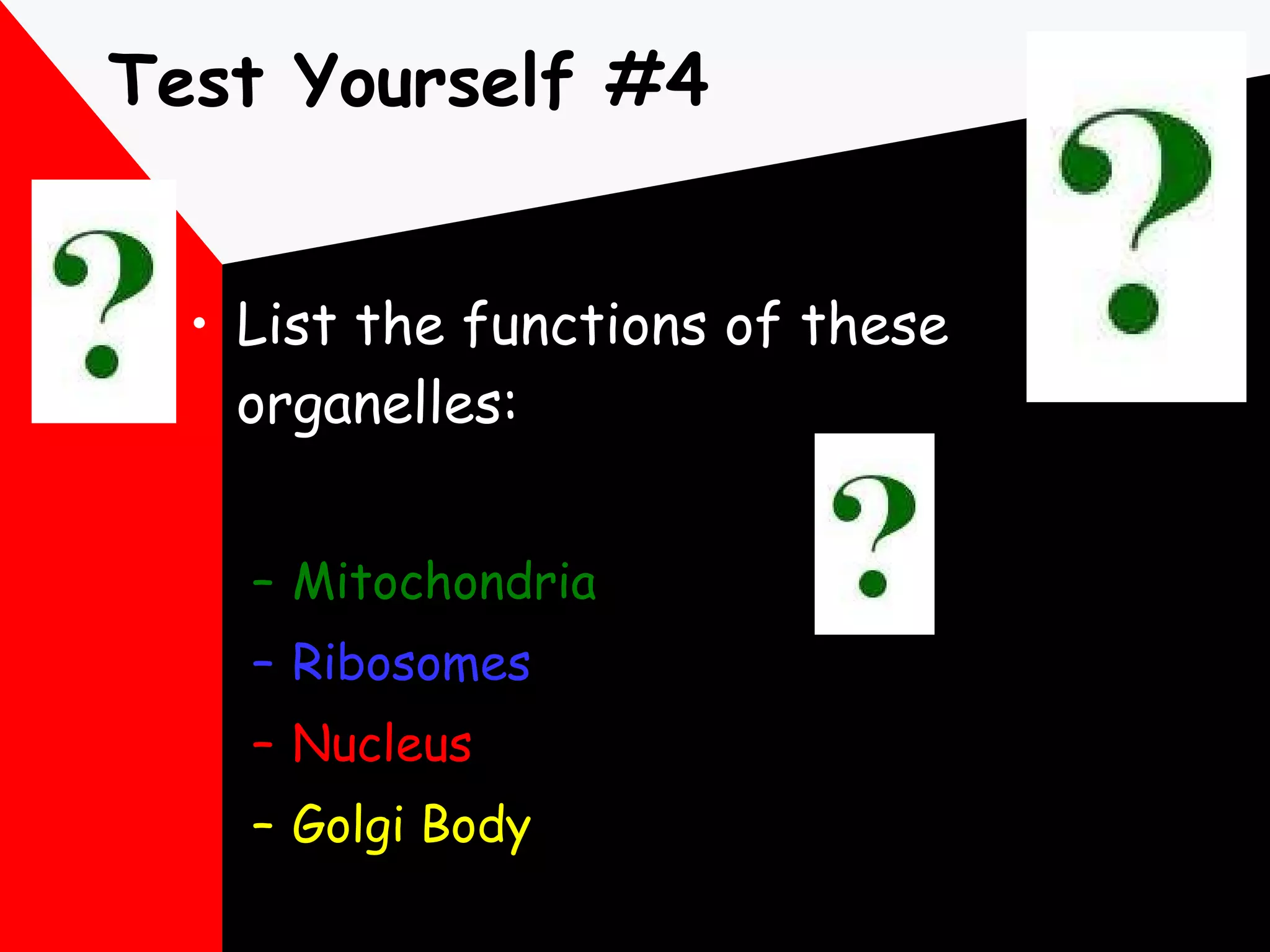 Test Yourself #4 List the functions of these organelles: Mitochondria Ribosomes Nucleus Golgi Body 