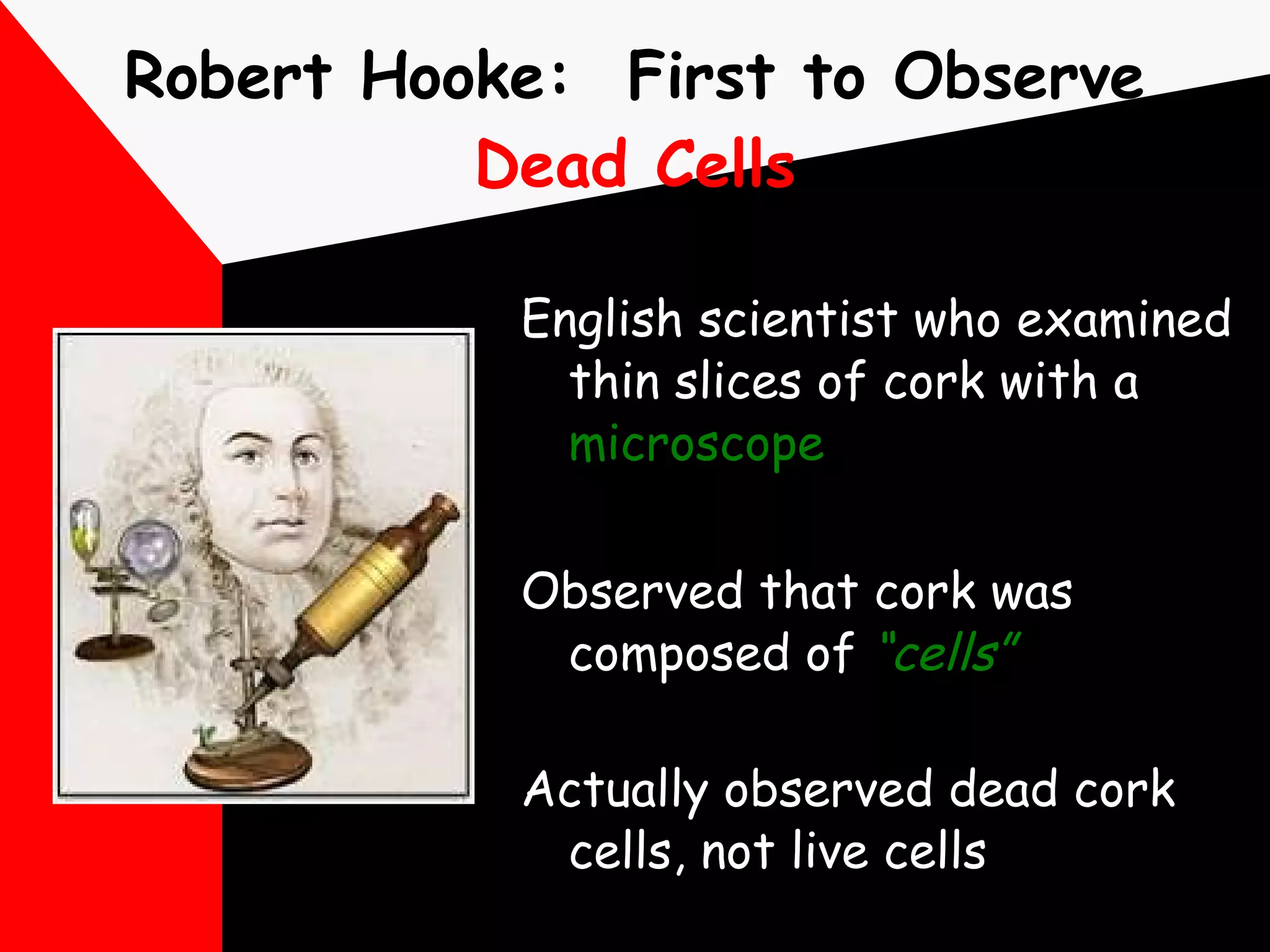 Robert Hooke:  First to Observe  Dead Cells English scientist who examined thin slices of cork with a  microscope   Observed that cork was composed of   “cells”   Actually observed dead cork cells, not live cells 