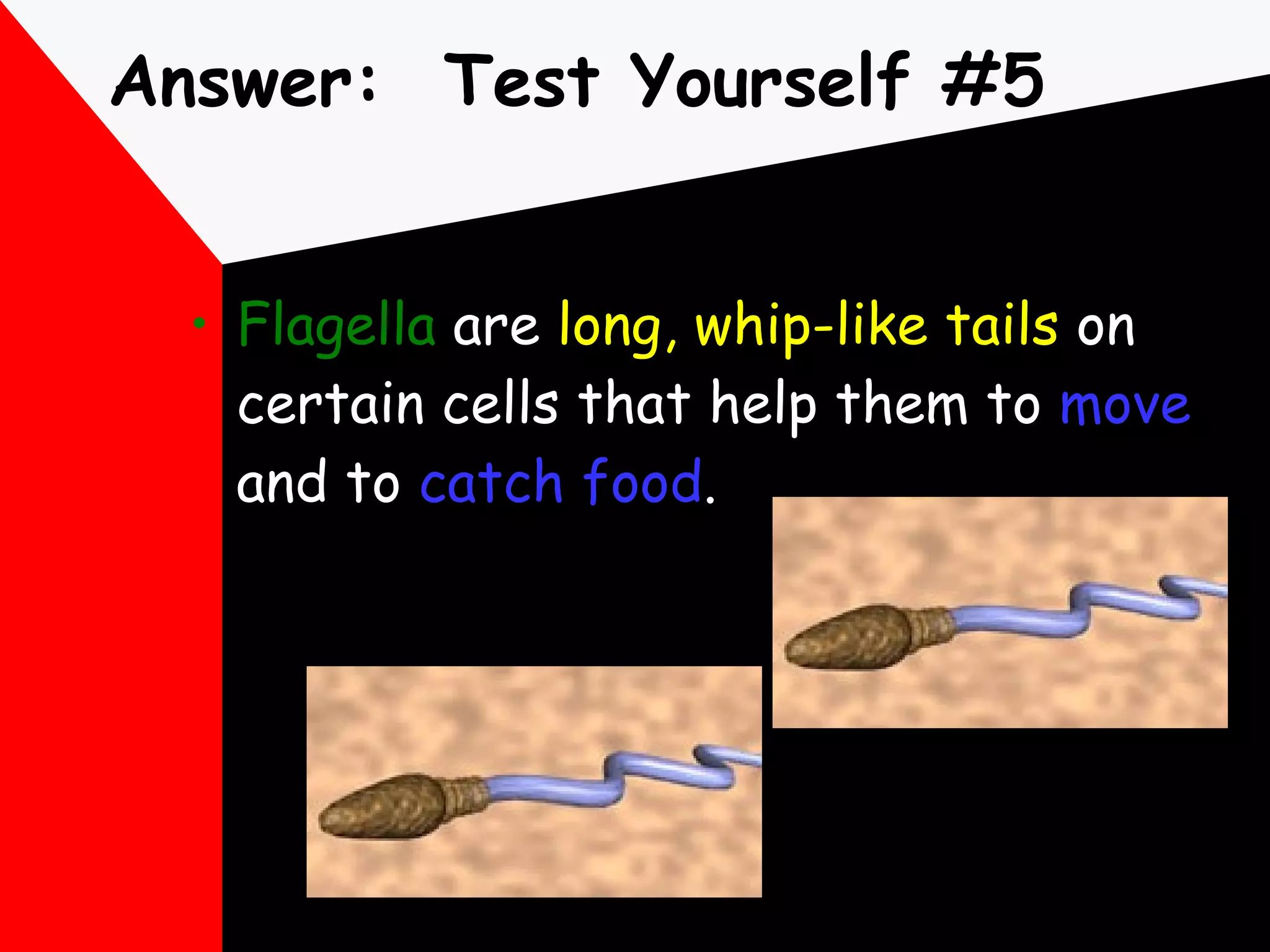 Answer:  Test Yourself #5 Flagella  are  long, whip-like tails  on certain cells that help them to  move  and to  catch food . 
