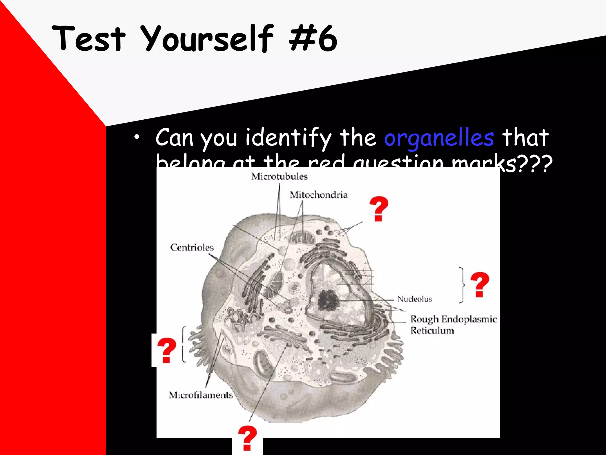 Test Yourself #6 Can you identify the  organelles  that belong at the red question marks??? 