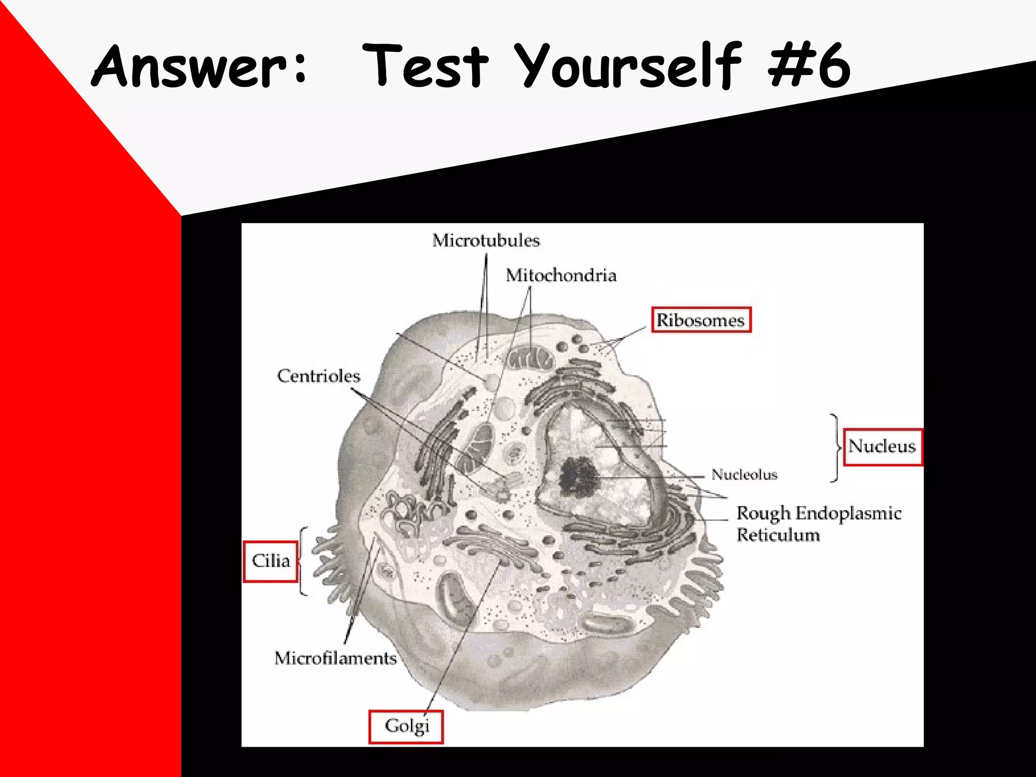 Answer:  Test Yourself #6 