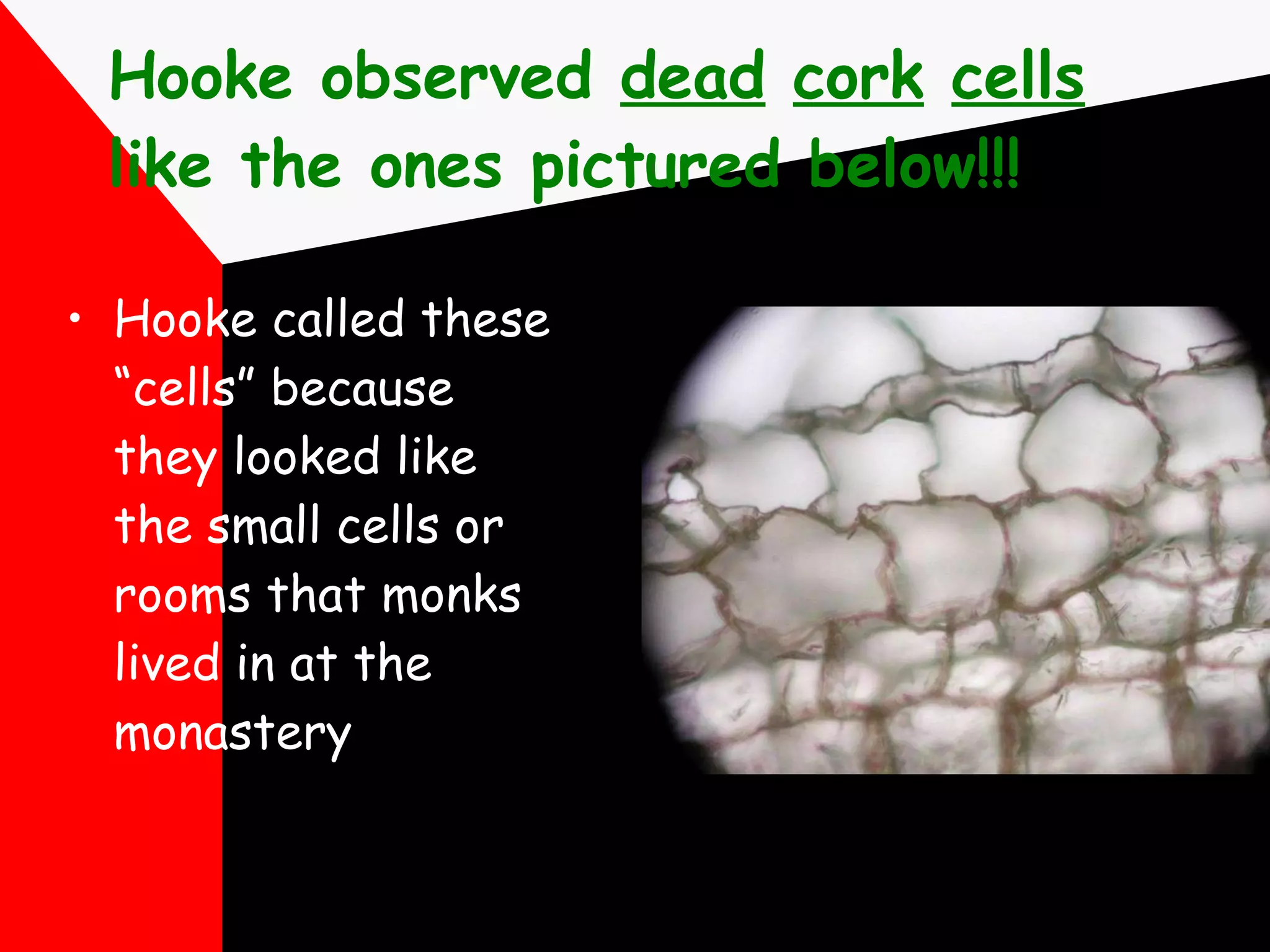 Hooke observed  dead   cork   cells  like the ones pictured below!!! Hooke called these “cells” because they looked like the small cells or rooms that monks lived in at the monastery 