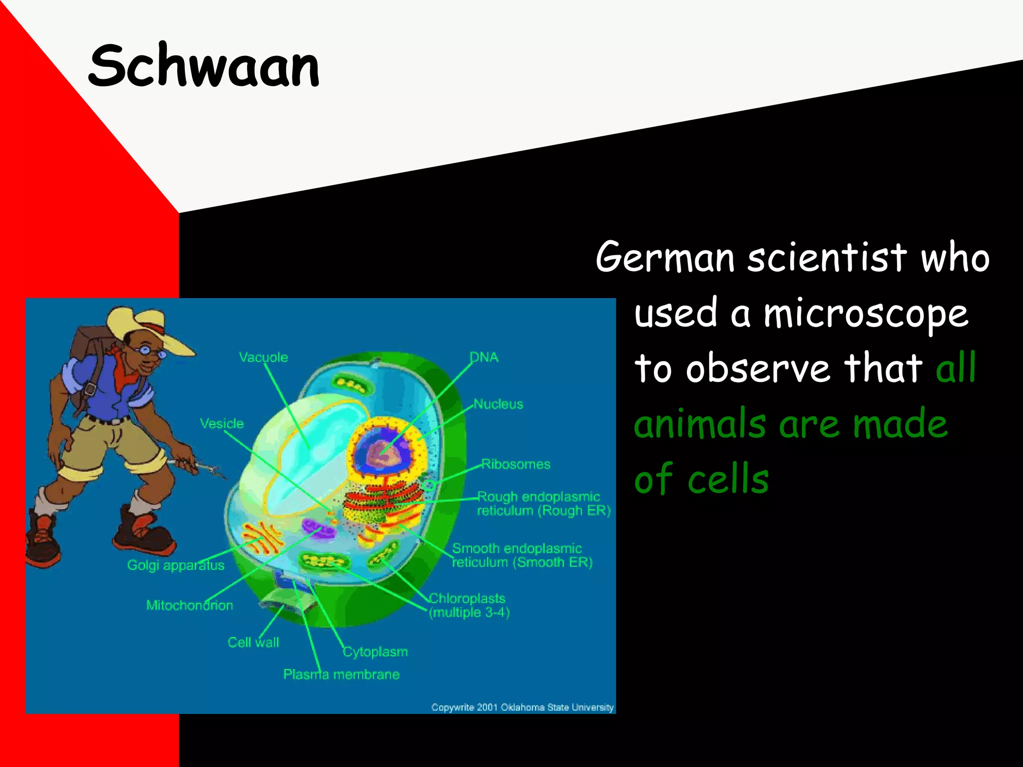Schwaan German scientist who used a microscope to observe that  all animals are made of cells   