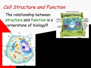 Cell Structure and Function The relationship between  structure  and  function  is a cornerstone of biology!!! 
