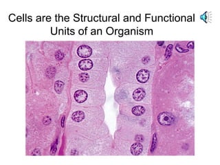 Cells are the Structural and Functional
         Units of an Organism
 