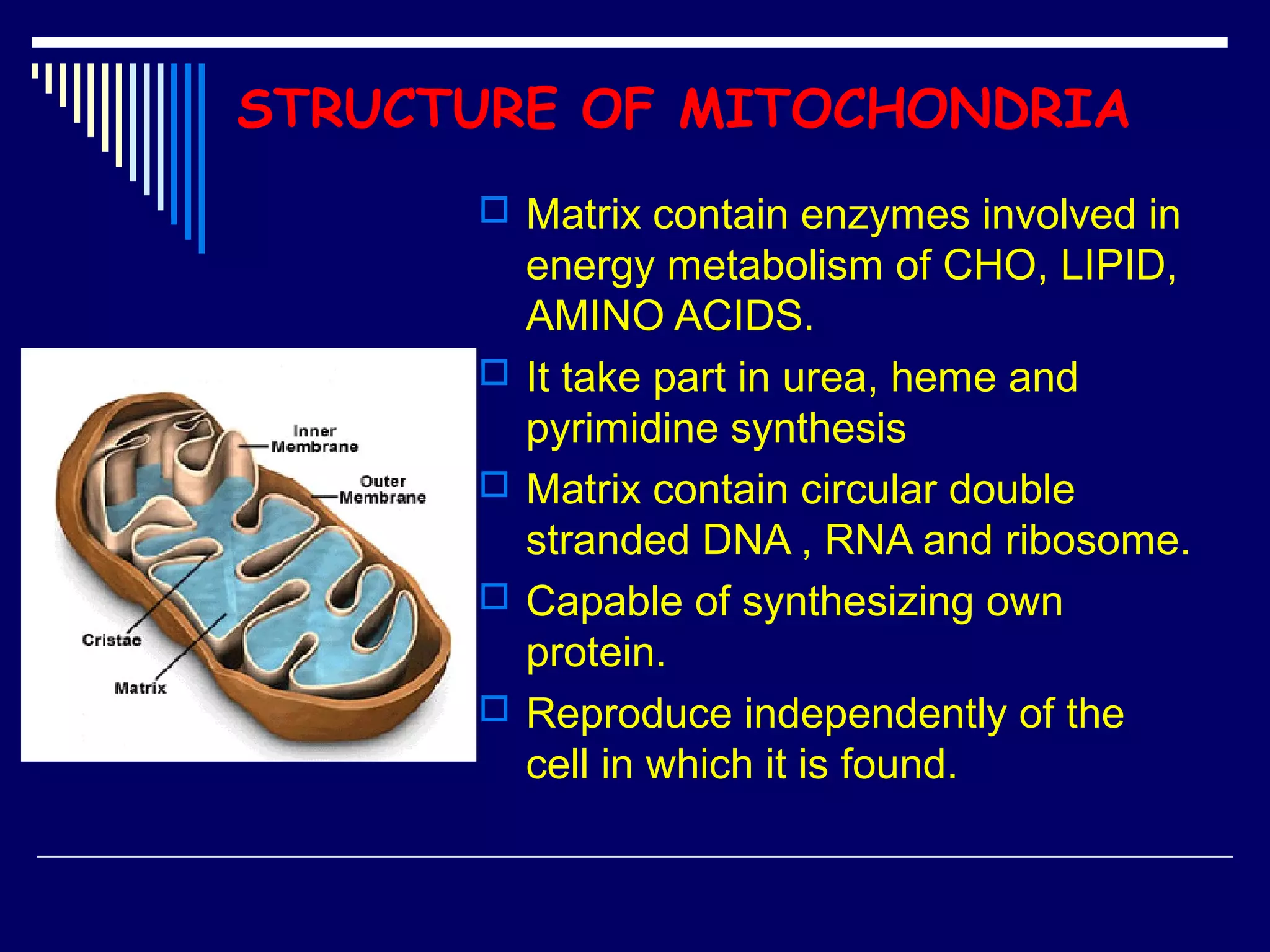 STRUCTURE OF MITOCHONDRIA
 Matrix contain enzymes involved in
energy metabolism of CHO, LIPID,
AMINO ACIDS.
 It take part in urea, heme and
pyrimidine synthesis
 Matrix contain circular double
stranded DNA , RNA and ribosome.
 Capable of synthesizing own
protein.
 Reproduce independently of the
cell in which it is found.
 