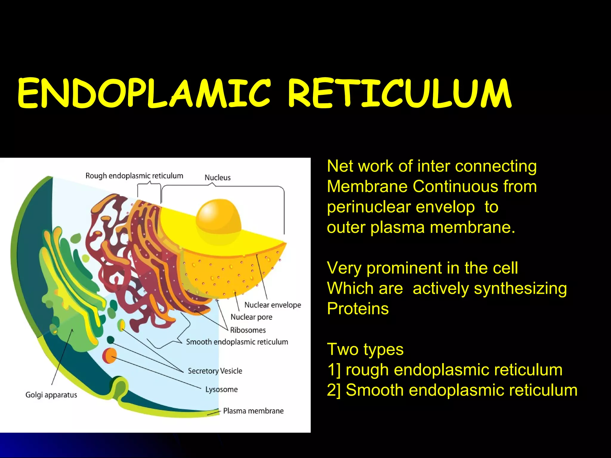 ENDOPLAMIC RETICULUMENDOPLAMIC RETICULUM
Net work of inter connecting
Membrane Continuous from
perinuclear envelop to
outer plasma membrane.
Very prominent in the cell
Which are actively synthesizing
Proteins
Two types
1] rough endoplasmic reticulum
2] Smooth endoplasmic reticulum
 