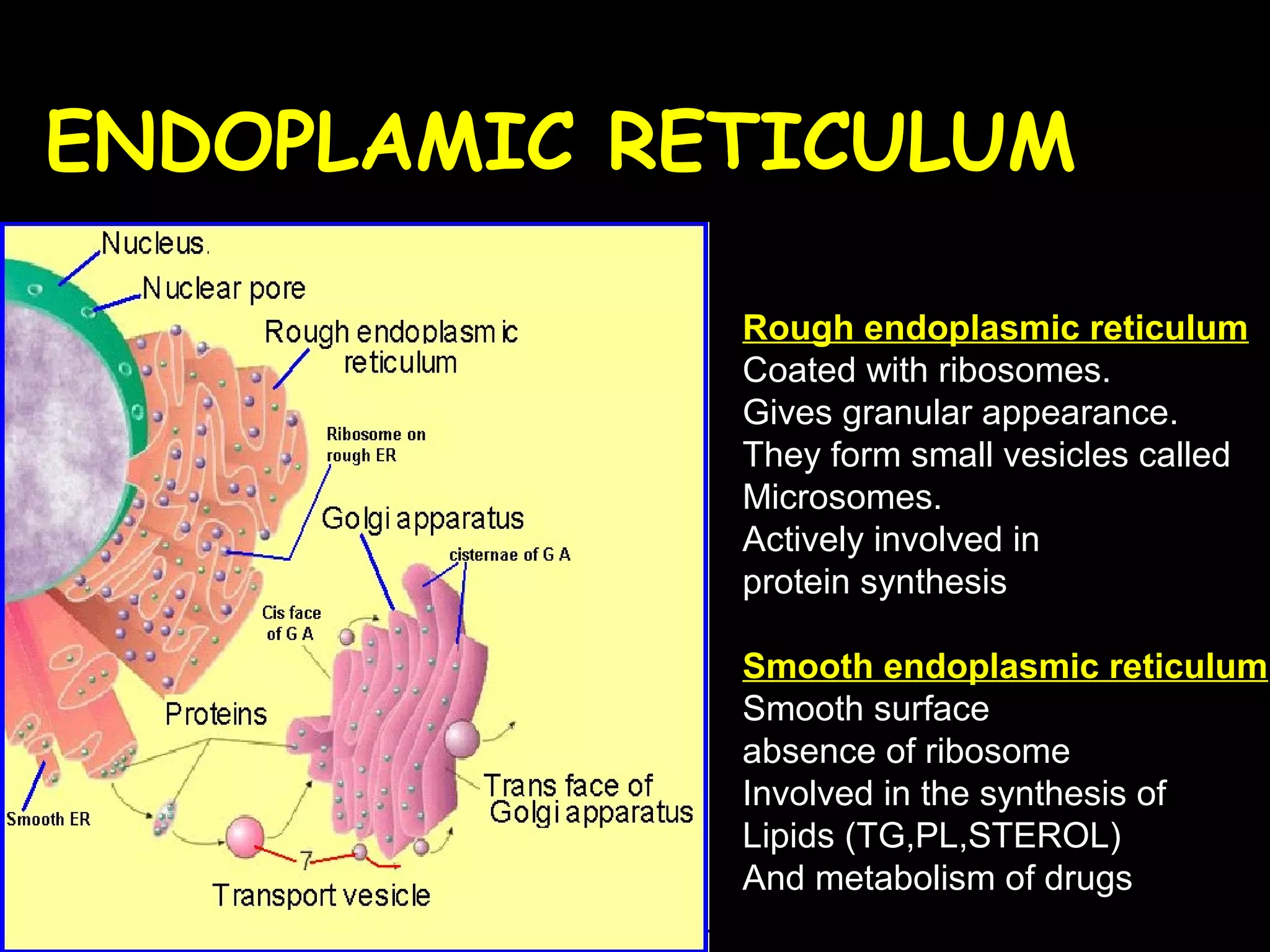 Rough endoplasmic reticulum
Coated with ribosomes.
Gives granular appearance.
They form small vesicles called
Microsomes.
Actively involved in
protein synthesis
Smooth endoplasmic reticulum
Smooth surface
absence of ribosome
Involved in the synthesis of
Lipids (TG,PL,STEROL)
And metabolism of drugs
ENDOPLAMIC RETICULUM
 