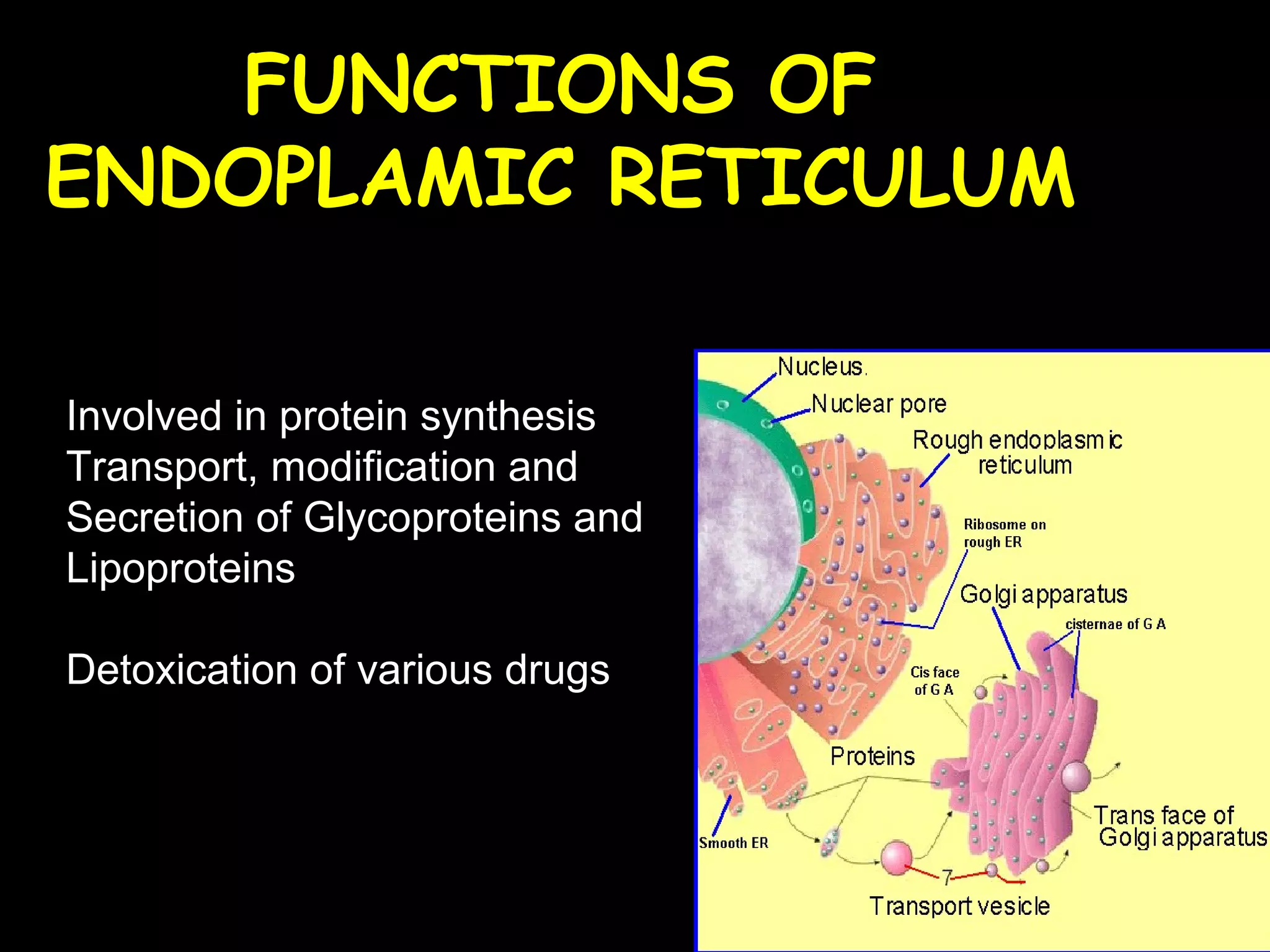 Involved in protein synthesis
Transport, modification and
Secretion of Glycoproteins and
Lipoproteins
Detoxication of various drugs
FUNCTIONS OF
ENDOPLAMIC RETICULUM
 
