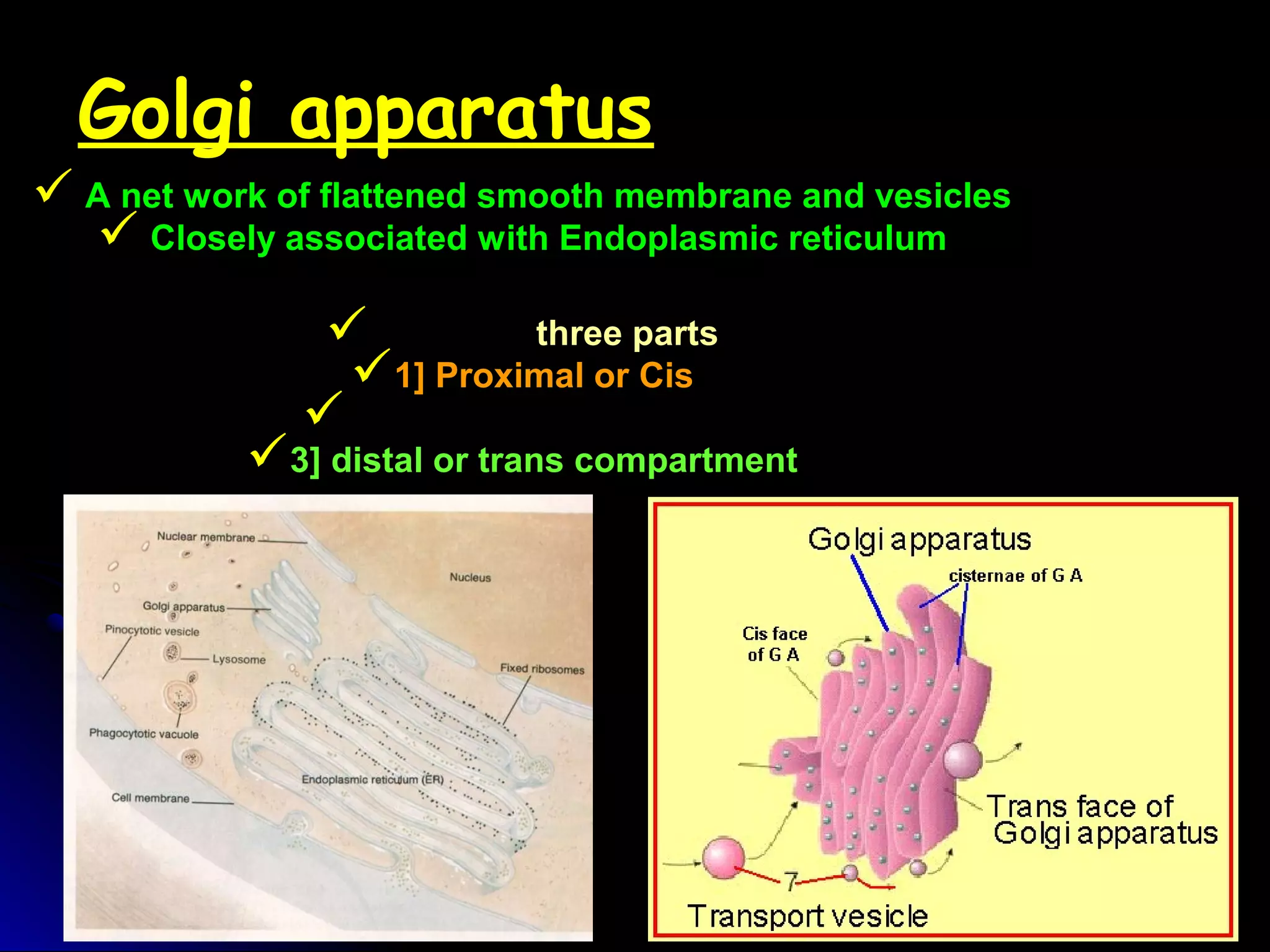 Golgi apparatus
 A net work of flattened smooth membrane and vesicles
 Closely associated with Endoplasmic reticulum
It has got three parts
1] Proximal or Cis
2] medial compartment
3] distal or trans compartment
 