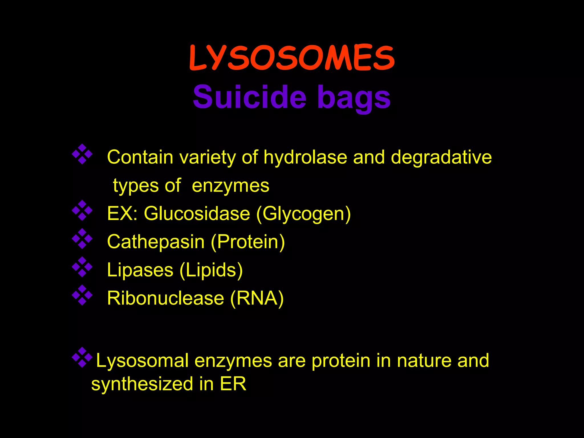 LYSOSOMES
Suicide bags
 Contain variety of hydrolase and degradative
types of enzymes
 EX: Glucosidase (Glycogen)
 Cathepasin (Protein)
 Lipases (Lipids)
 Ribonuclease (RNA)
Lysosomal enzymes are protein in nature and
synthesized in ER
 