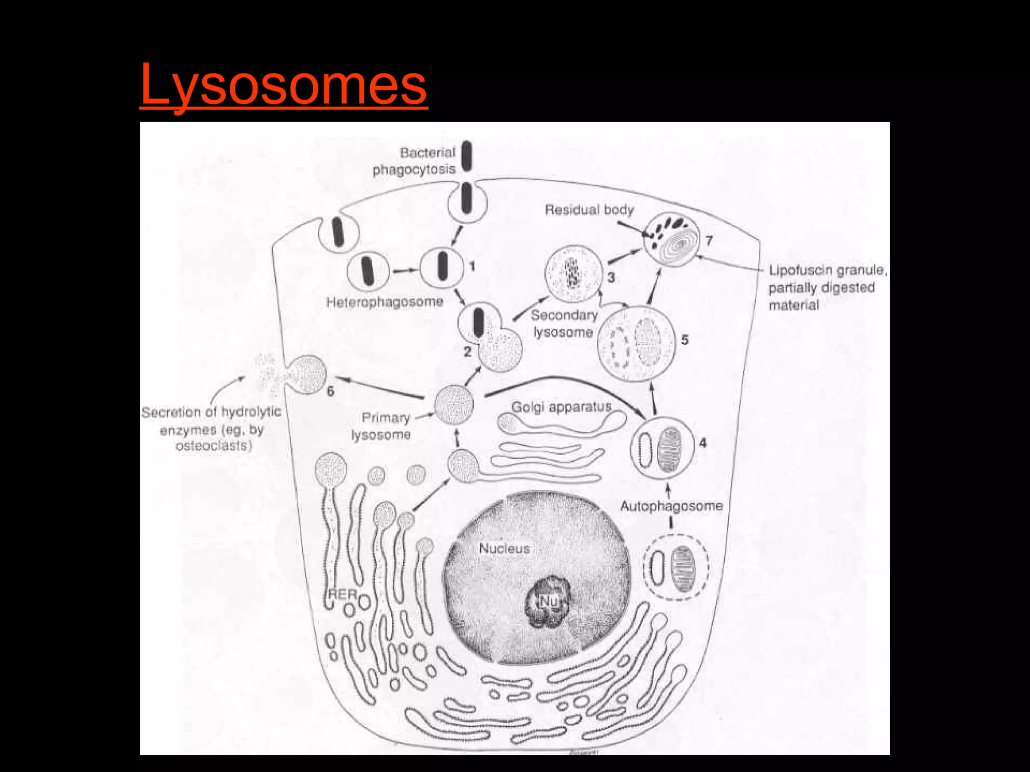 Lysosomes
 
