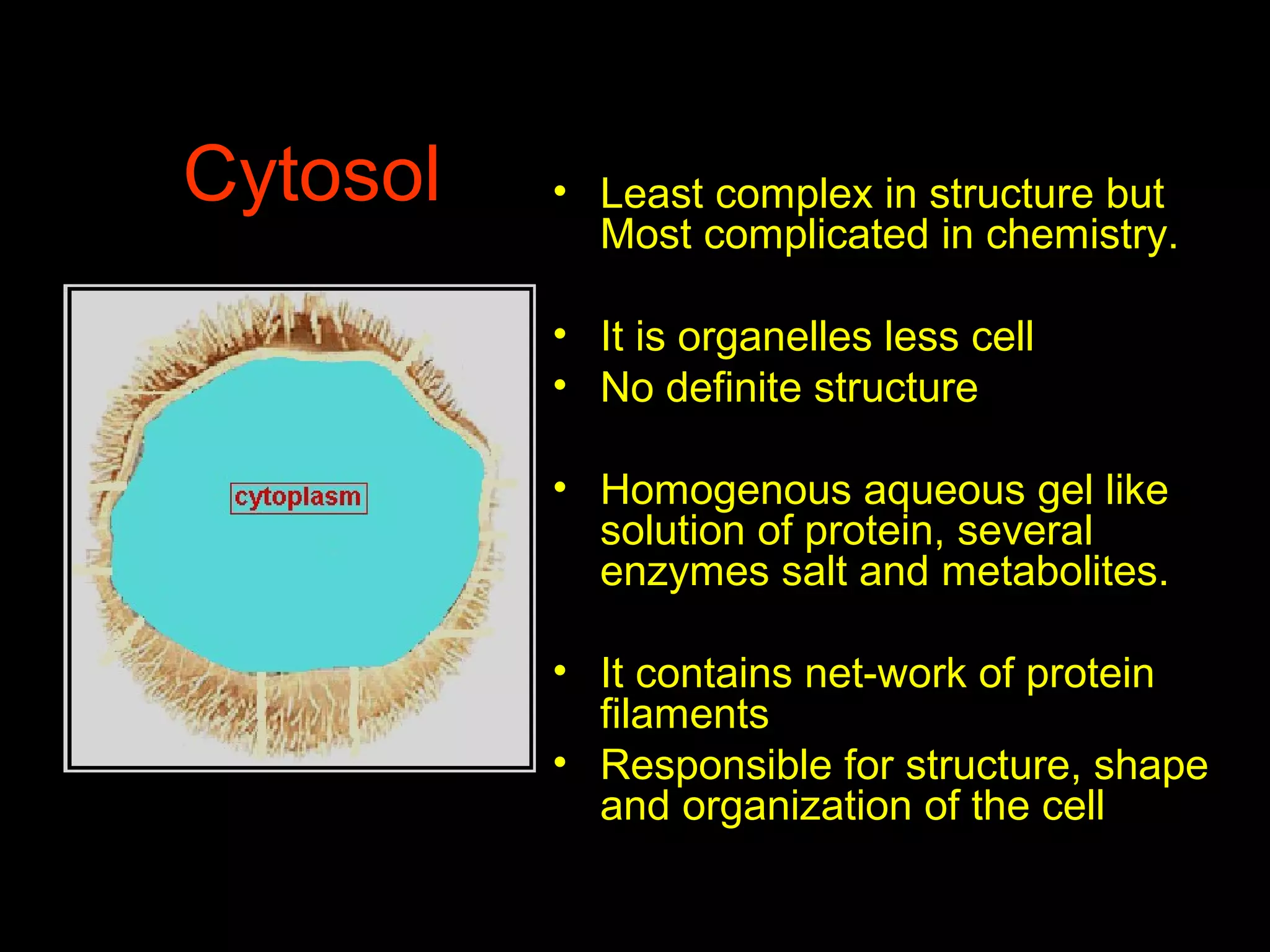 Cytosol • Least complex in structure but
Most complicated in chemistry.
• It is organelles less cell
• No definite structure
• Homogenous aqueous gel like
solution of protein, several
enzymes salt and metabolites.
• It contains net-work of protein
filaments
• Responsible for structure, shape
and organization of the cell
 