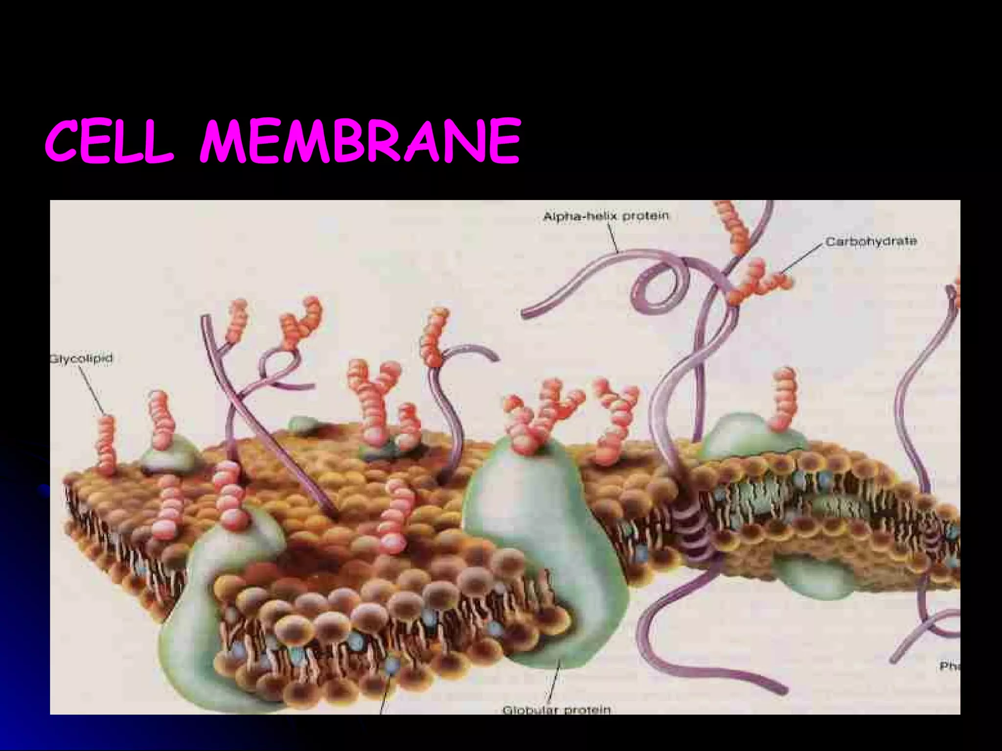 CELL MEMBRANE
 