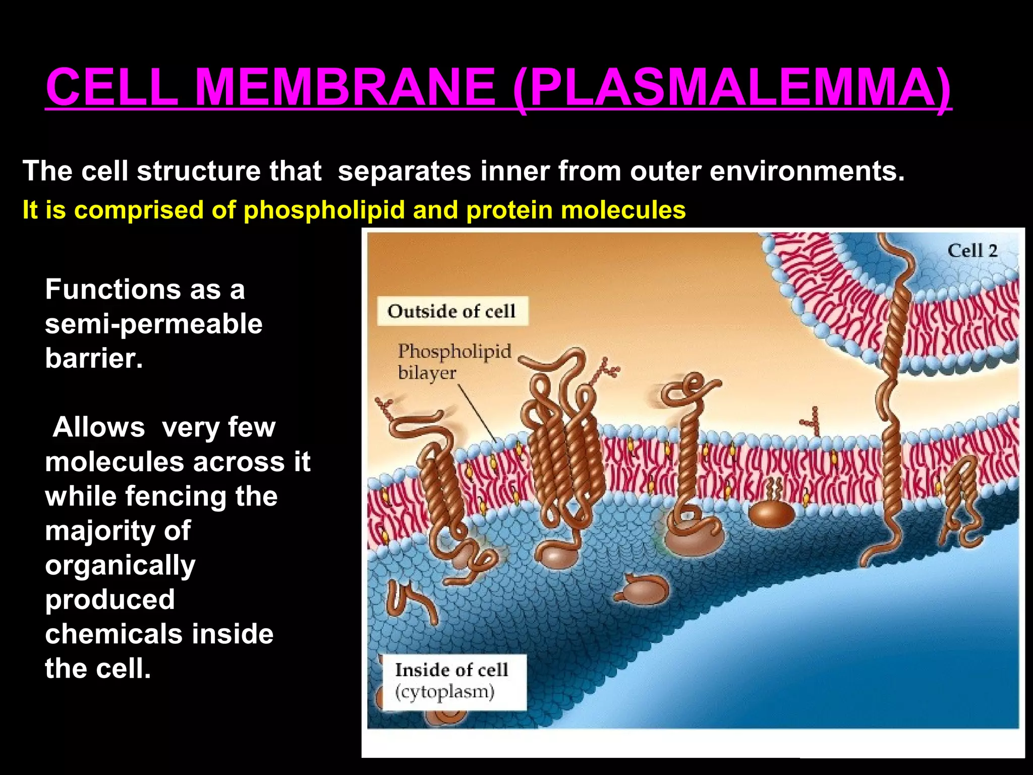 CELL MEMBRANE (PLASMALEMMA)
The cell structure that separates inner from outer environments.
It is comprised of phospholipid and protein molecules
Functions as a
semi-permeable
barrier.
Allows very few
molecules across it
while fencing the
majority of
organically
produced
chemicals inside
the cell.
 