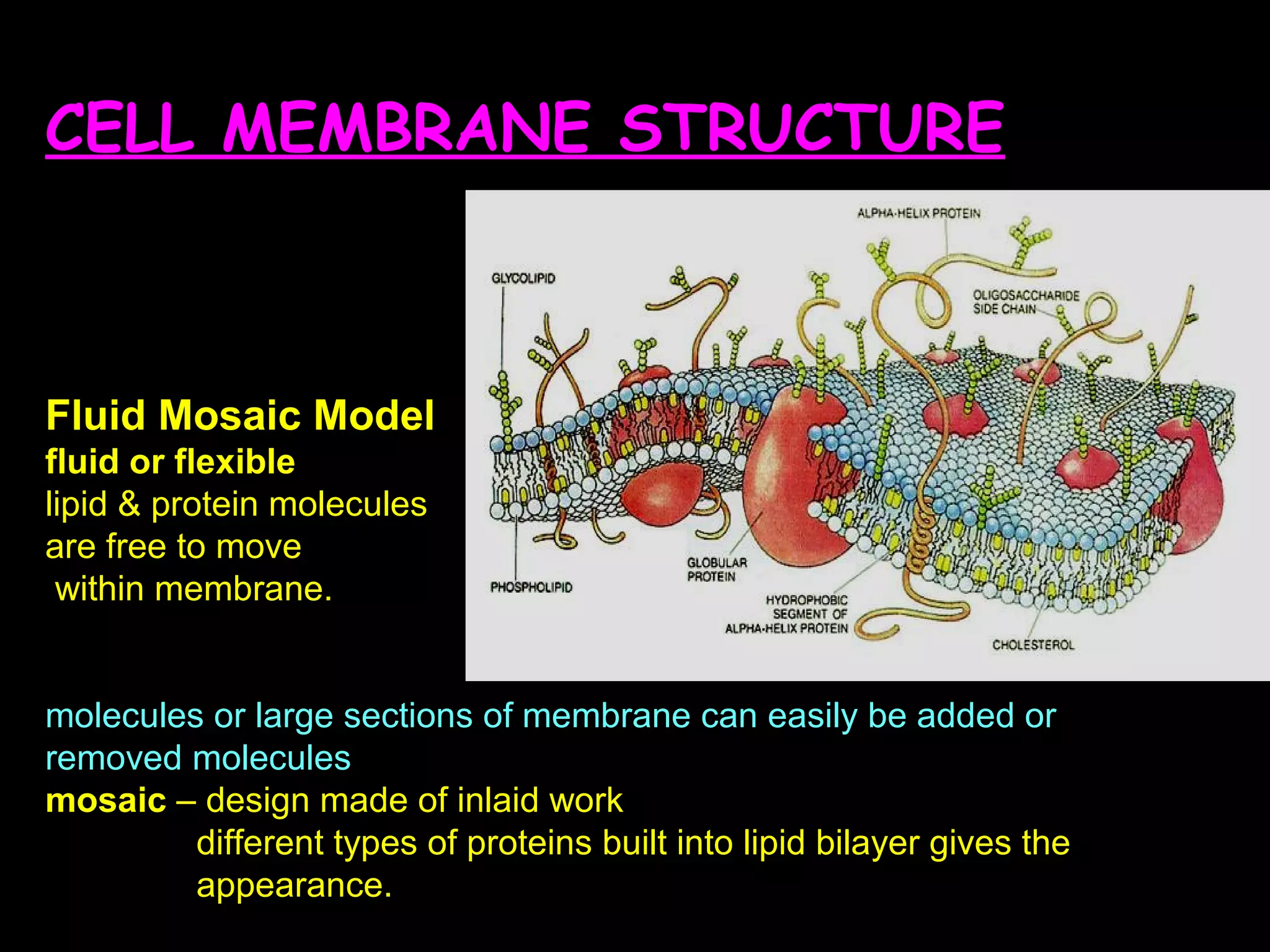 CELL MEMBRANE STRUCTURE
Fluid Mosaic Model
fluid or flexible
lipid & protein molecules
are free to move
within membrane.
molecules or large sections of membrane can easily be added or
removed molecules
mosaic – design made of inlaid work
different types of proteins built into lipid bilayer gives the
appearance.
 