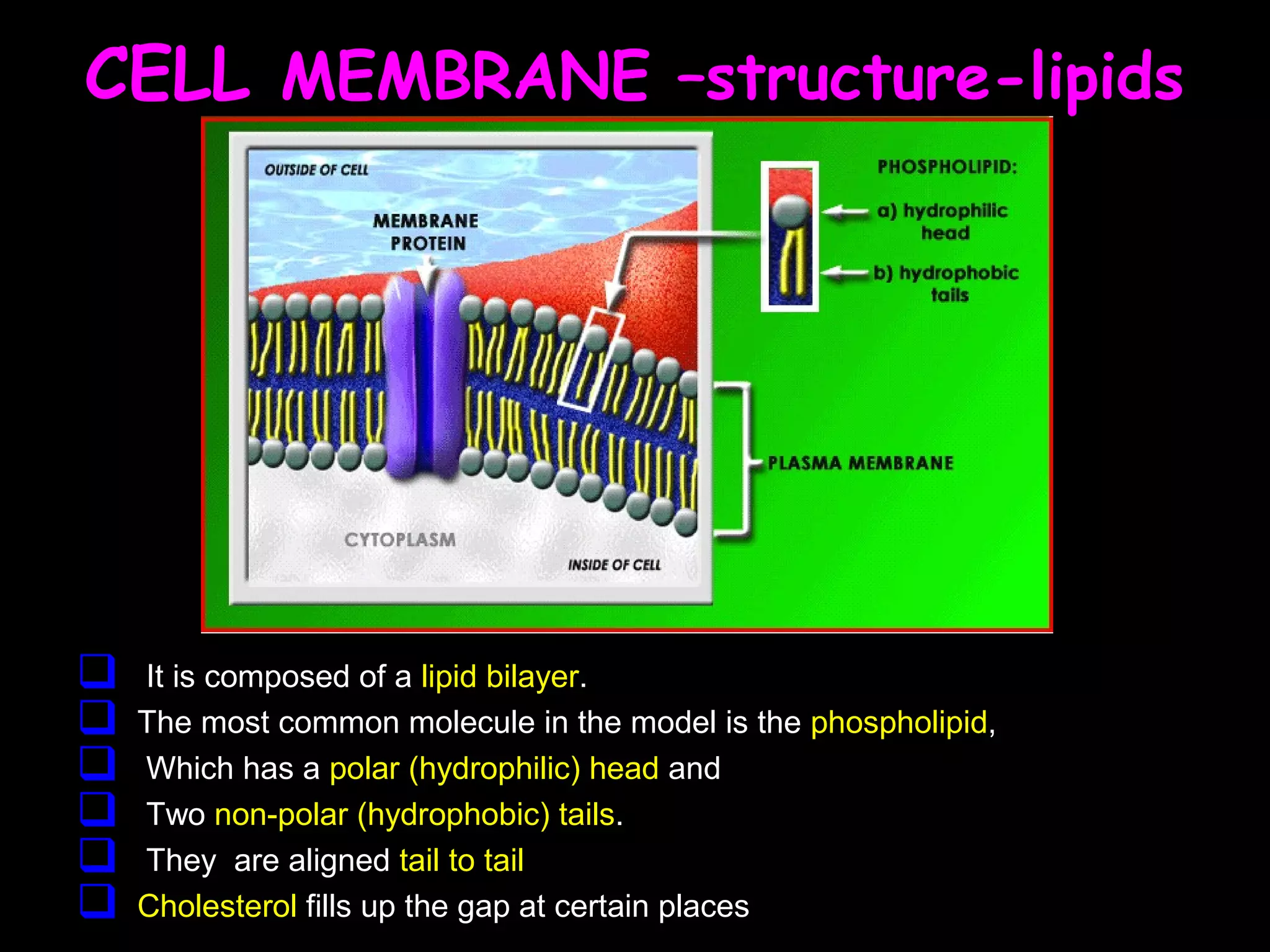  It is composed of a lipid bilayer.
 The most common molecule in the model is the phospholipid,
 Which has a polar (hydrophilic) head and
 Two non-polar (hydrophobic) tails.
 They are aligned tail to tail
 Cholesterol fills up the gap at certain places
CELL MEMBRANE –structure-lipids
 