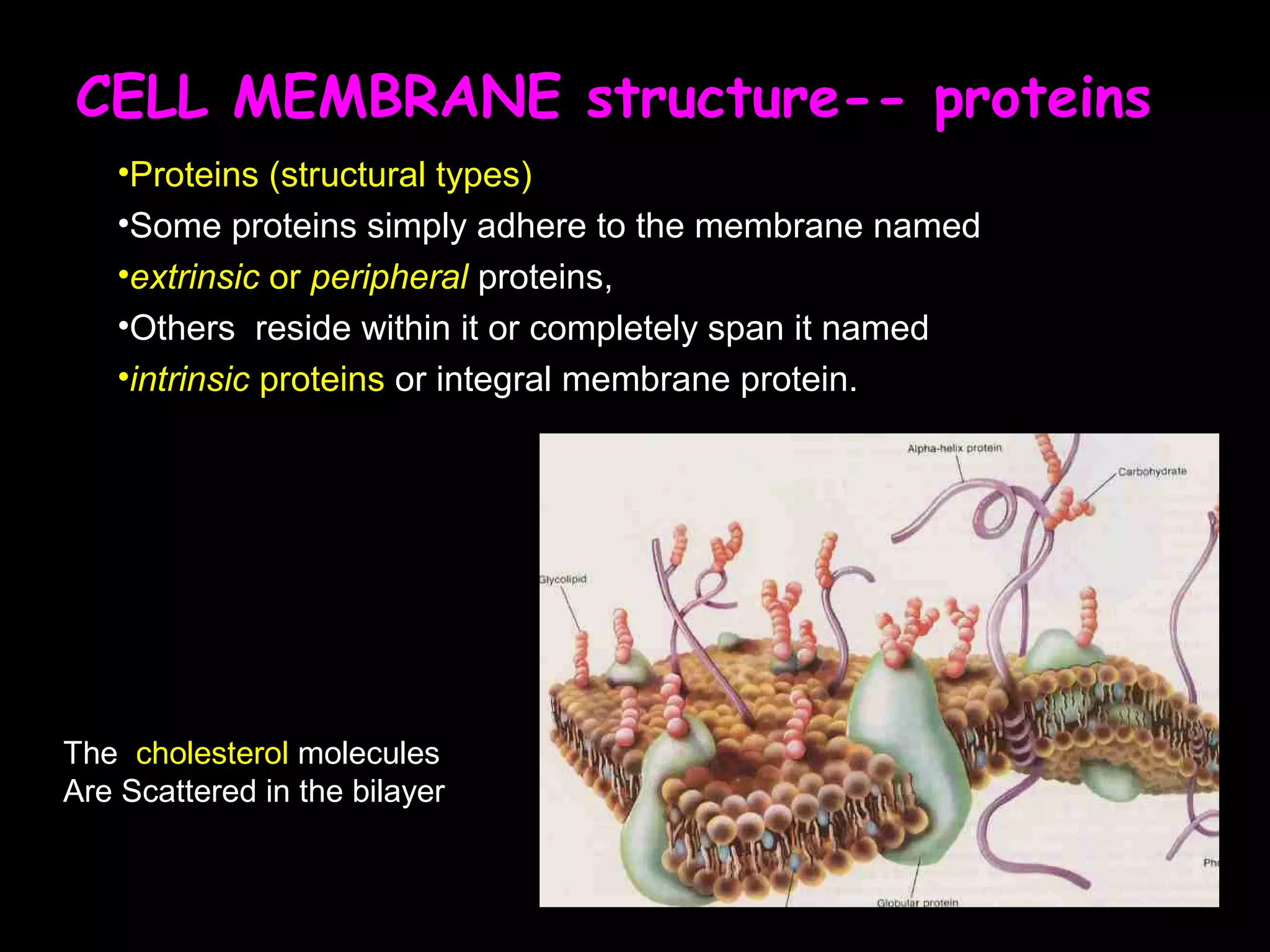 CELL MEMBRANE structure-- proteins
•Proteins (structural types)
•Some proteins simply adhere to the membrane named
•extrinsic or peripheral proteins,
•Others reside within it or completely span it named
•intrinsic proteins or integral membrane protein.
The cholesterol molecules
Are Scattered in the bilayer
 