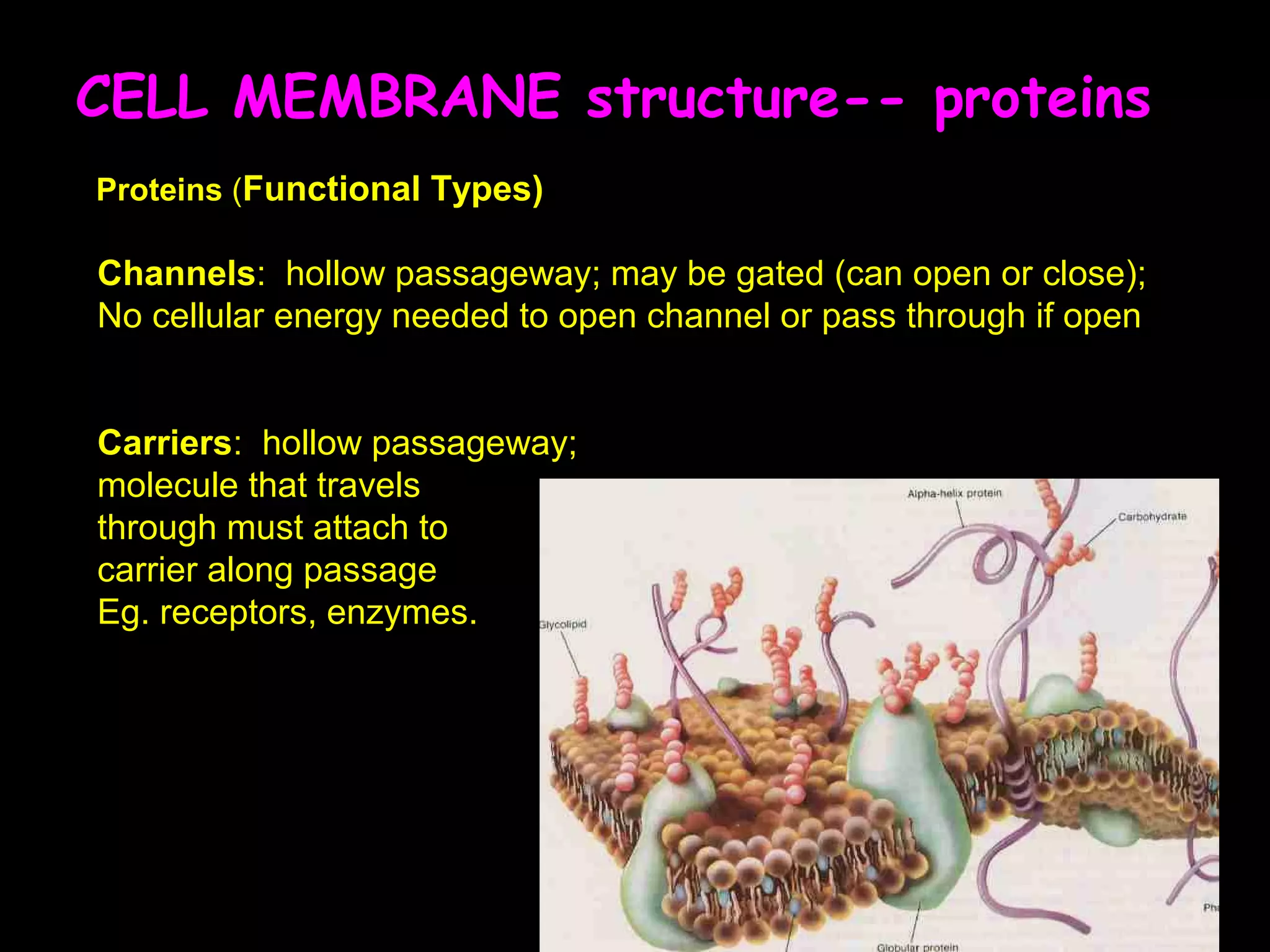 CELL MEMBRANE structure-- proteins
Proteins (Functional Types)
Channels: hollow passageway; may be gated (can open or close);
No cellular energy needed to open channel or pass through if open
Carriers: hollow passageway;
molecule that travels
through must attach to
carrier along passage
Eg. receptors, enzymes.
 