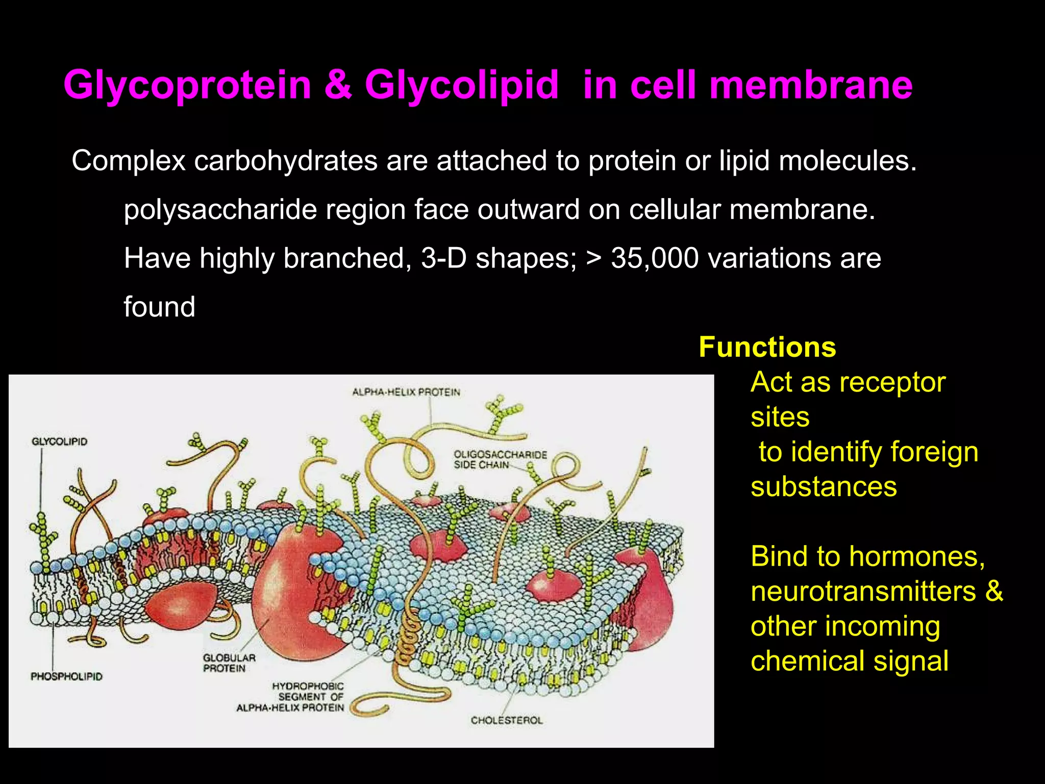 Complex carbohydrates are attached to protein or lipid molecules.
polysaccharide region face outward on cellular membrane.
Have highly branched, 3-D shapes; > 35,000 variations are
found
Glycoprotein & Glycolipid in cell membrane
Functions
Act as receptor
sites
to identify foreign
substances
Bind to hormones,
neurotransmitters &
other incoming
chemical signal
 