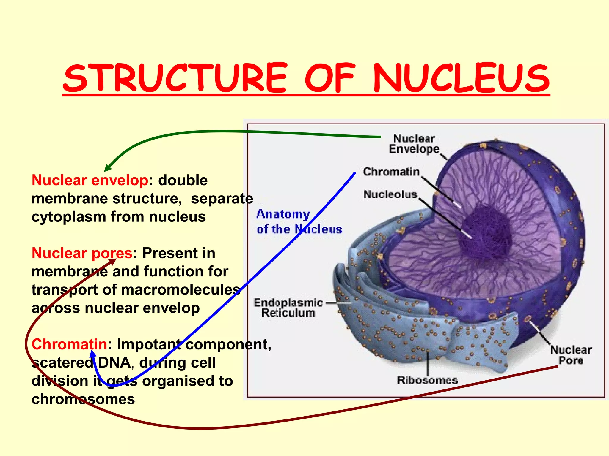 Nuclear envelop: double
membrane structure, separate
cytoplasm from nucleus
Nuclear pores: Present in
membrane and function for
transport of macromolecules
across nuclear envelop
Chromatin: Impotant component,
scatered DNA, during cell
division it gets organised to
chromosomes
STRUCTURE OF NUCLEUS
 