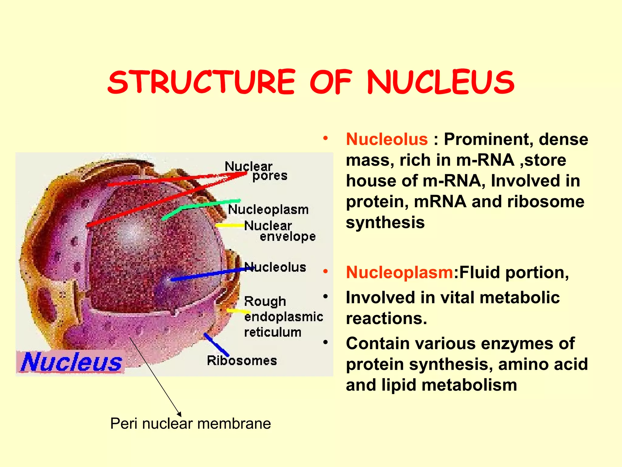 STRUCTURE OF NUCLEUS
• Nucleolus : Prominent, dense
mass, rich in m-RNA ,store
house of m-RNA, Involved in
protein, mRNA and ribosome
synthesis
• Nucleoplasm:Fluid portion,
• Involved in vital metabolic
reactions.
• Contain various enzymes of
protein synthesis, amino acid
and lipid metabolism
Peri nuclear membrane
 