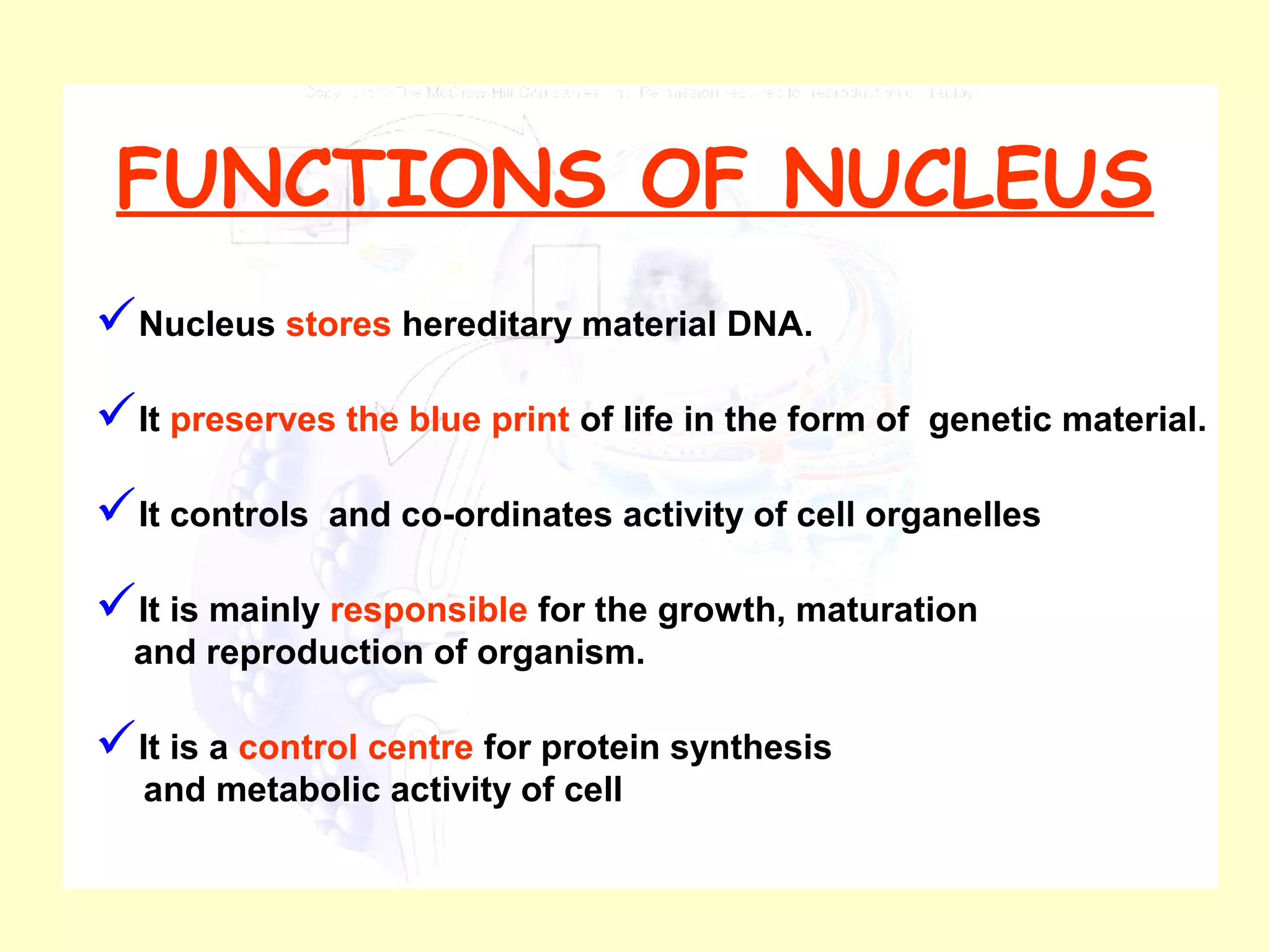 Nucleus stores hereditary material DNA.
It preserves the blue print of life in the form of genetic material.
It controls and co-ordinates activity of cell organelles
It is mainly responsible for the growth, maturation
and reproduction of organism.
It is a control centre for protein synthesis
and metabolic activity of cell
FUNCTIONS OF NUCLEUS
 