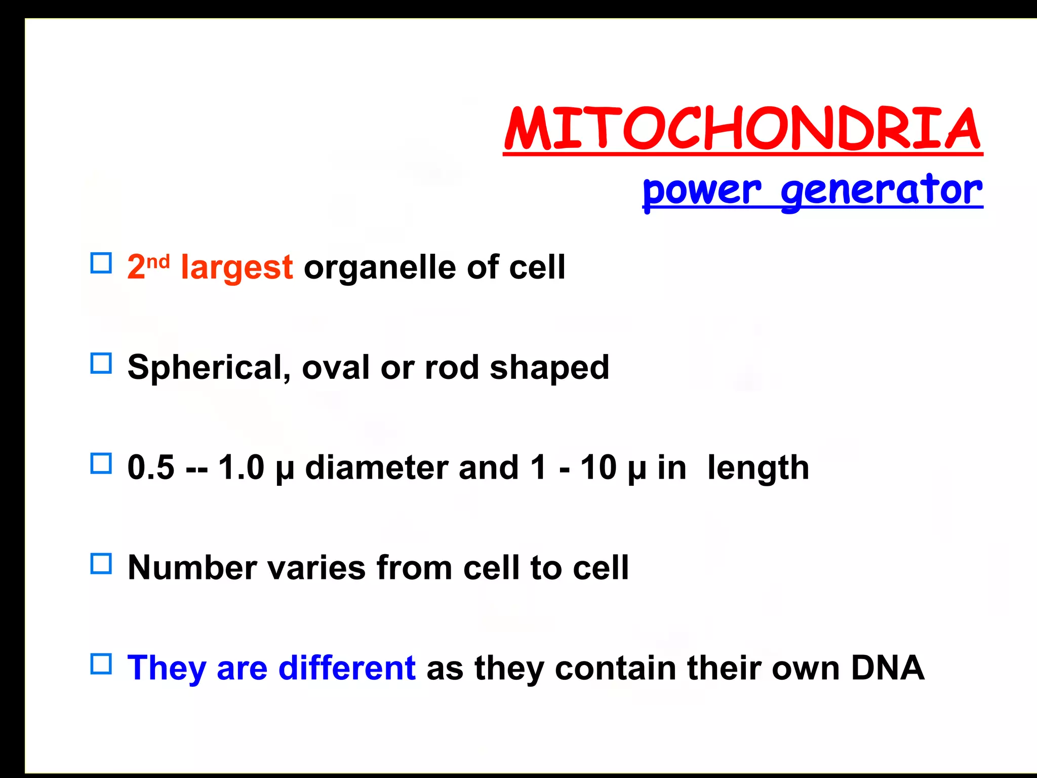  2nd
largest organelle of cell
 Spherical, oval or rod shaped
 0.5 -- 1.0 µ diameter and 1 - 10 µ in length
 Number varies from cell to cell
 They are different as they contain their own DNA
MITOCHONDRIA
power generator
 