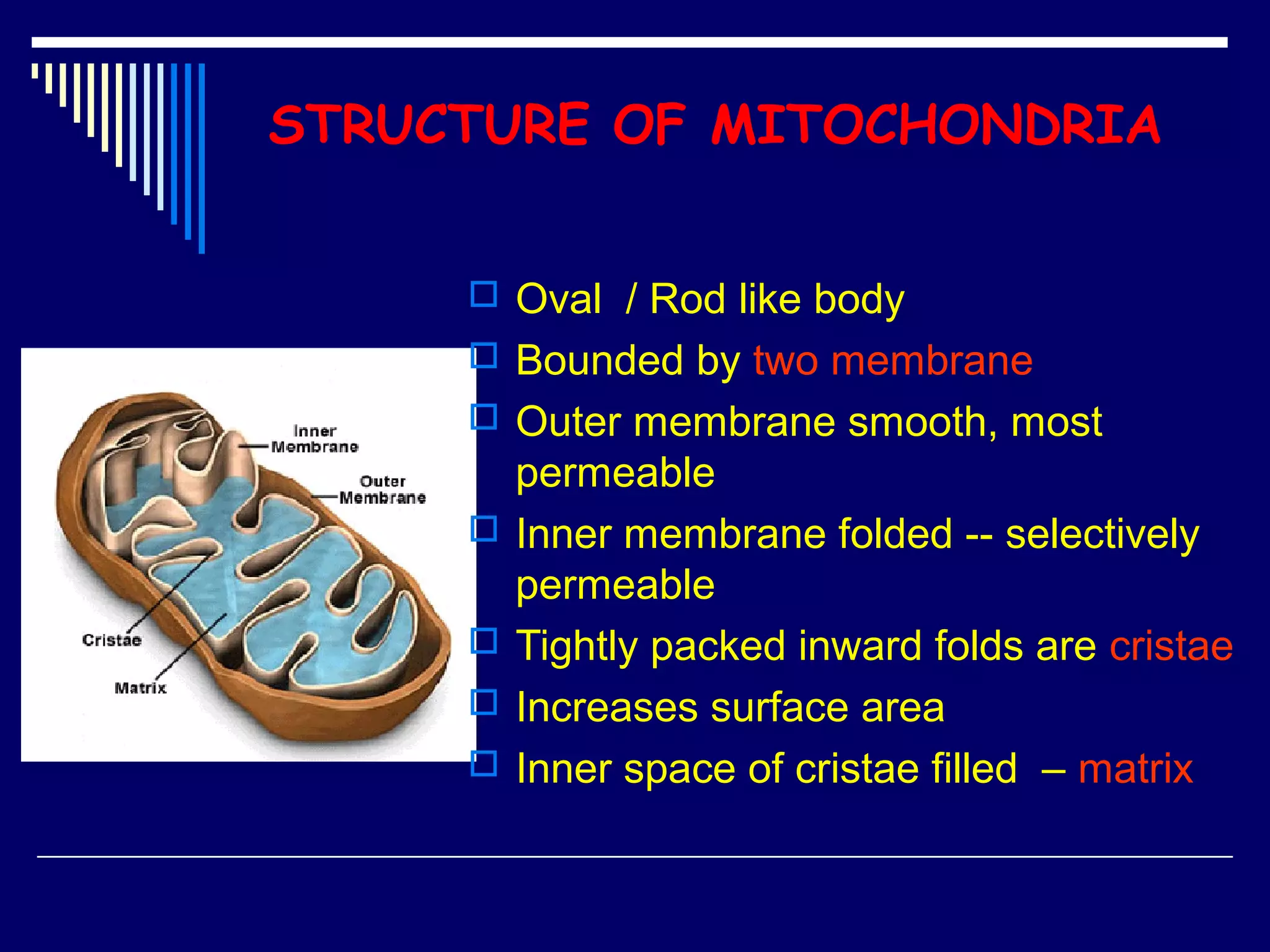 STRUCTURE OF MITOCHONDRIA
 Oval / Rod like body
 Bounded by two membrane
 Outer membrane smooth, most
permeable
 Inner membrane folded -- selectively
permeable
 Tightly packed inward folds are cristae
 Increases surface area
 Inner space of cristae filled – matrix
 