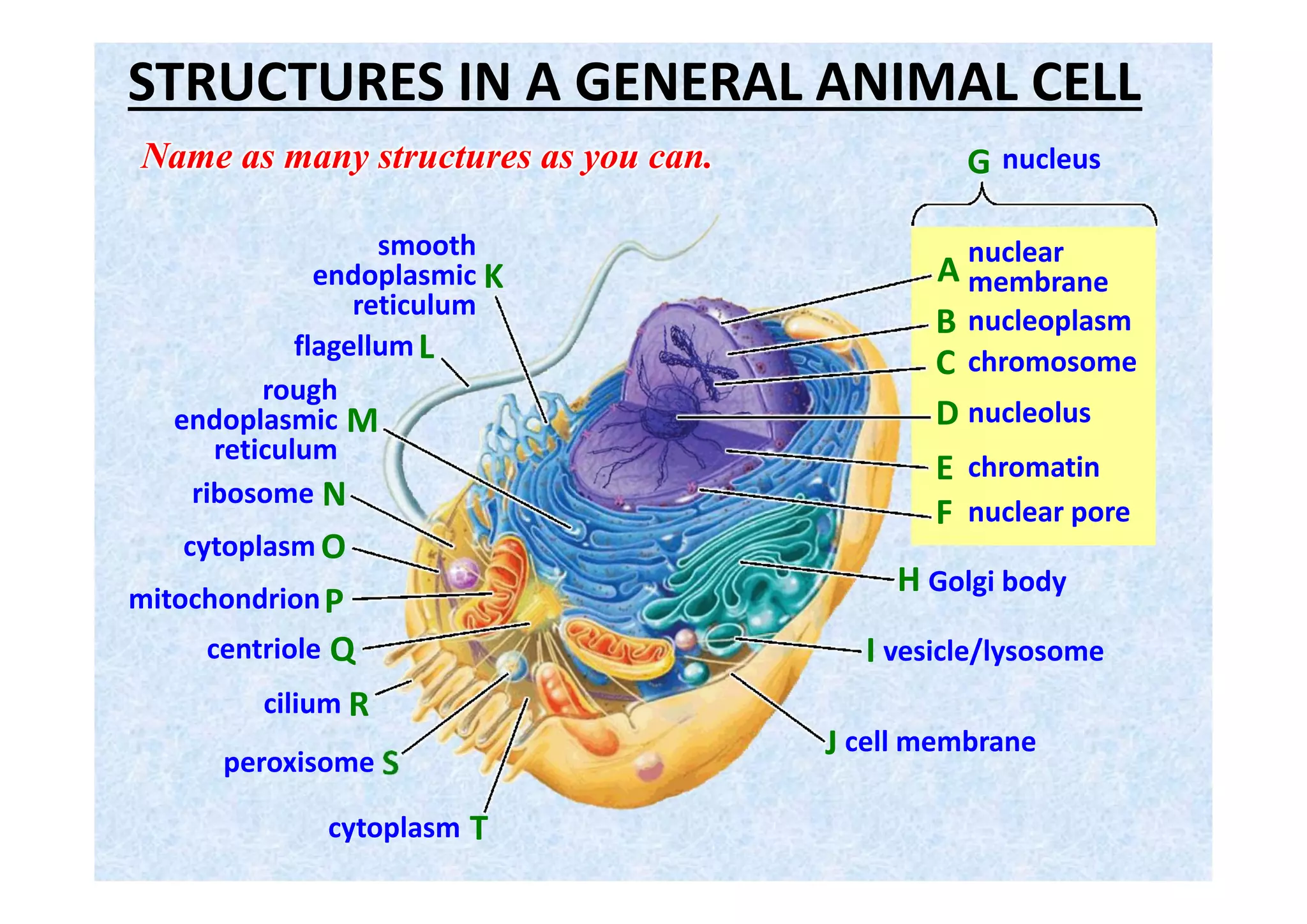 STRUCTURES IN A GENERAL PLANT CELL
A
B
F
E
D
C
S
K
I
H
G
R
Q
T
N
P
L
J
O
M
rough endoplasmic
reticulum
nucleolus
cytoplasm
plasmodesma
mitochondrion
central vacuole
nuclear pore
chromatin
chromosome
nucleoplasm
nuclear
membranesmooth
endoplasmic
reticulum
peroxisome
chloroplast
Golgi body
vesicle
cell wall
nucleus
cell membrane
ribosome
Name as many structures as you can.
 
