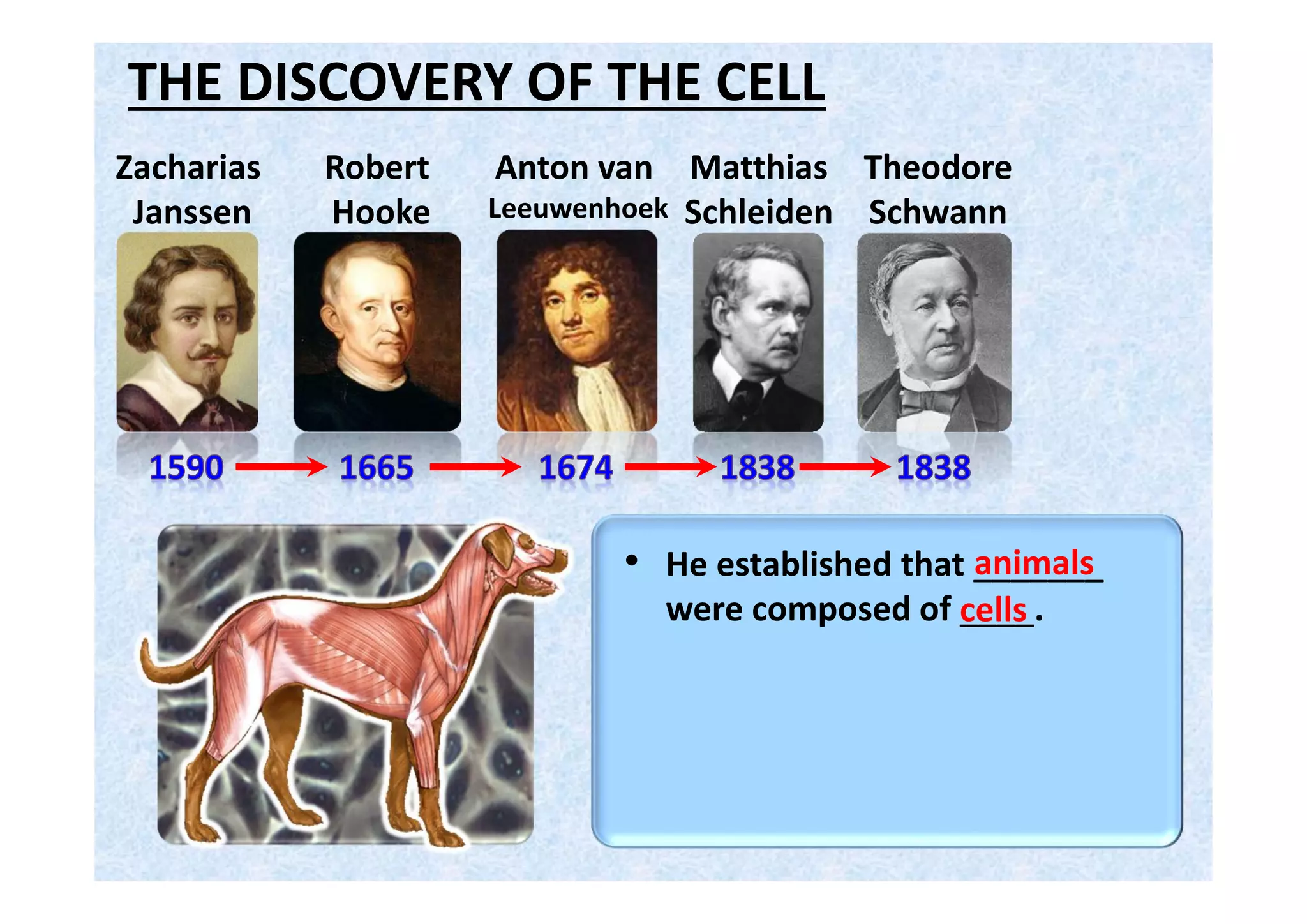 THE DISCOVERY OF THE CELL
Robert
Hooke
Anton van
Leeuwenhoek
Theodore
Schwann
Zacharias
Janssen
Matthias
Schleiden
Rudolph
Virchow
• He established that every cell
came from _________.other cells
 