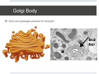 Golgi Body
 Sorts and packages proteins for transport
 