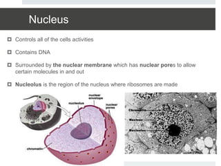Nucleus
 Controls all of the cells activities
 Contains DNA
 Surrounded by the nuclear membrane which has nuclear pores to allow
certain molecules in and out
 Nucleolus is the region of the nucleus where ribosomes are made
 