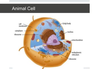 Animal Cell
 