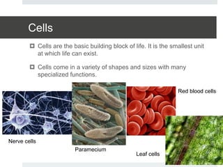 Cells
 Cells are the basic building block of life. It is the smallest unit
at which life can exist.
 Cells come in a variety of shapes and sizes with many
specialized functions.
Nerve cells
Paramecium
Red blood cells
Leaf cells
 