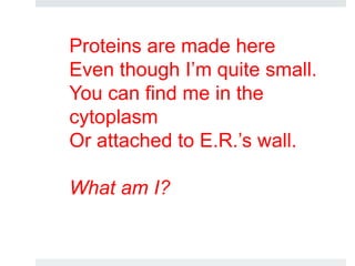 Proteins are made here
Even though I’m quite small.
You can find me in the
cytoplasm
Or attached to E.R.’s wall.
What am I?
 