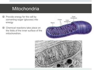 Mitochondria
 Provide energy for the cell by
converting sugar (glucose) into
energy
 Chemical reactions take place on
the folds of the inner surface of the
mitochondrion.
 