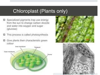Chloroplast (Plants only)
 Specialized pigments trap use energy
from the sun to change carbon dioxide
and water into oxygen and sugar
(glucose)
 This process is called photosynthesis
 Give plants their characteristic green
colour
 