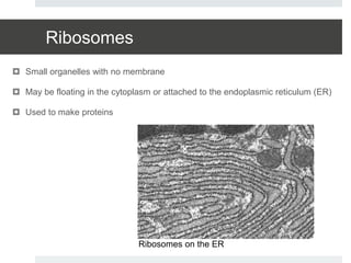Ribosomes
 Small organelles with no membrane
 May be floating in the cytoplasm or attached to the endoplasmic reticulum (ER)
 Used to make proteins
Ribosomes on the ER
 