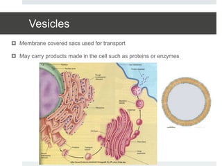 Vesicles
 Membrane covered sacs used for transport
 May carry products made in the cell such as proteins or enzymes
 