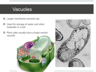 Vacuoles
 Larger membrane covered sac
 Used for storage of water and other
materials in a cell
 Plant cells usually have a large central
vacuole
 
