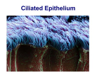 Cell structure and function | PPT