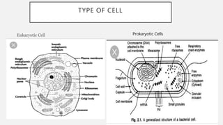 Cell structure and function | PPTX