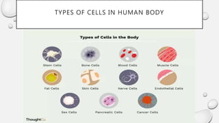 Cell structure and function | PPTX