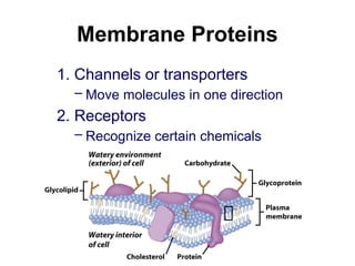 Membrane Proteins
1. Channels or transporters
– Move molecules in one direction
2. Receptors
– Recognize certain chemicals
 