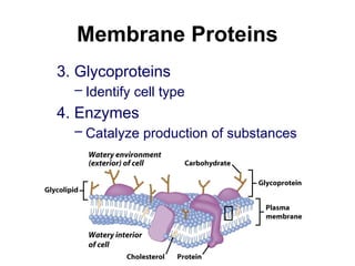 Membrane Proteins
3. Glycoproteins
– Identify cell type
4. Enzymes
– Catalyze production of substances
 