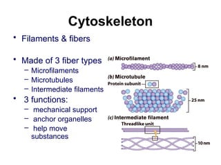 Cytoskeleton
• Filaments & fibers
• Made of 3 fiber types
– Microfilaments
– Microtubules
– Intermediate filaments
• 3 functions:
– mechanical support
– anchor organelles
– help move
substances
 