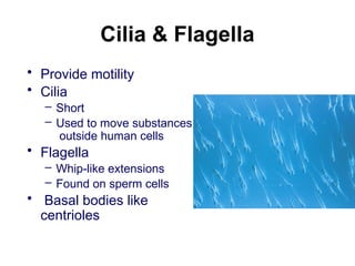 Cilia & Flagella
• Provide motility
• Cilia
– Short
– Used to move substances
outside human cells
• Flagella
– Whip-like extensions
– Found on sperm cells
• Basal bodies like
centrioles
 